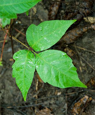 Infographic Learn To Identify Poison Ivy Oak And Sumac Identify Poison Ivy Poison Ivy Plants Poison Oak